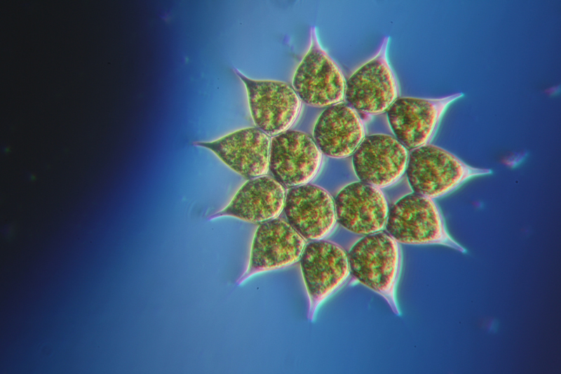 Pediastrum sp.